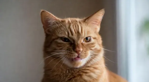 Мировые новости - 