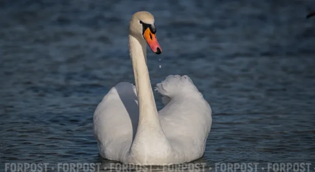 Новости Севастополя - В Севастополе водитель бросил мопед и сбежал с места ДТП