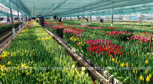 Новости Крыма - 