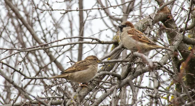 Новости России - 