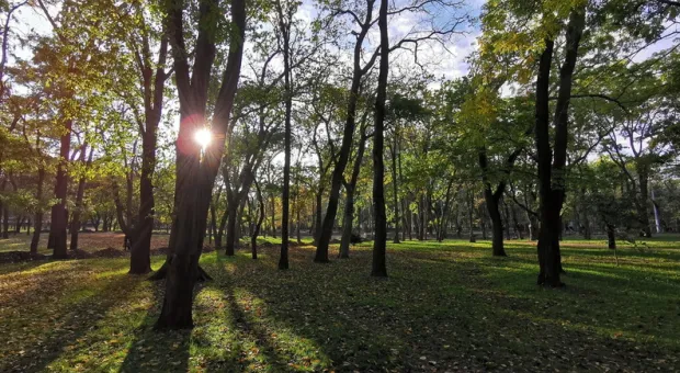 Новости Севастополя - Кто давал советы по озеленению Большой Морской в Севастополе?