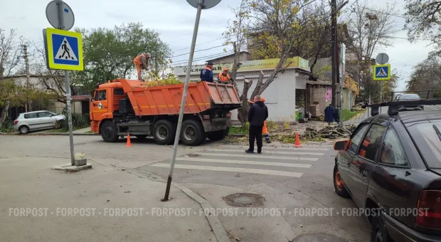 Новости Севастополя - Экскурсия в теплицу: где в Крыму можно увидеть миллионы тюльпанов до прихода весны