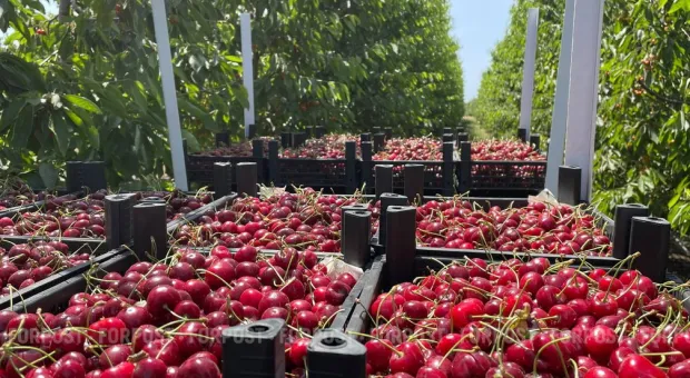 Новости Севастополя - У бездомных животных Севастополя появится свой дом