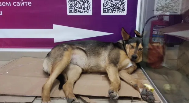 Новости Севастополя - Снимать жильё в Севастополе стало дешевле, чем в столице Крыма   