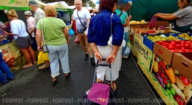 Новости Севастополя - Севастополю обещают сирийские оливки и масло 
