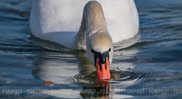 Новости Севастополя - СевСети #865: Искусство по-севастопольски и малолетние живодеры