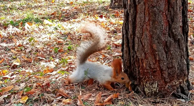 Новости Севастополя - Севсети #879. Банда рыжих и происки инопланетян в Севастополе