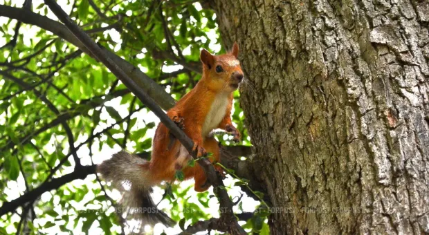 Новости Севастополя - Севсети #880. Трезвый Новый год и дисциплинированный кот-пешеход