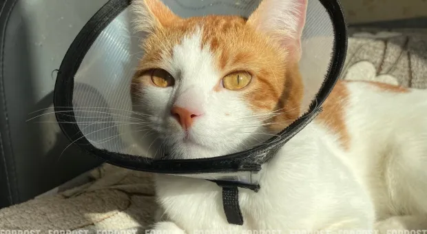 Новости России - Ушёл из жизни глава центра виноградарства и виноделия «Магарач» Владимир Лиховской