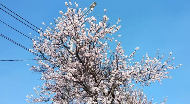 Новости Севастополя - 