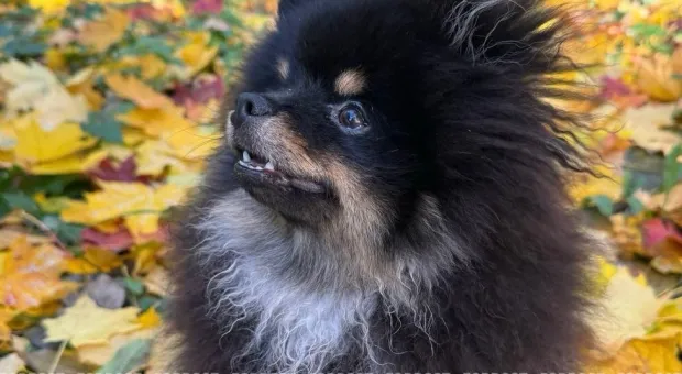 Новости России - 