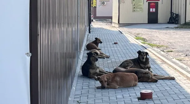 Новости Севастополя - Севастопольское зверьё идёт в город за хорошей жизнью