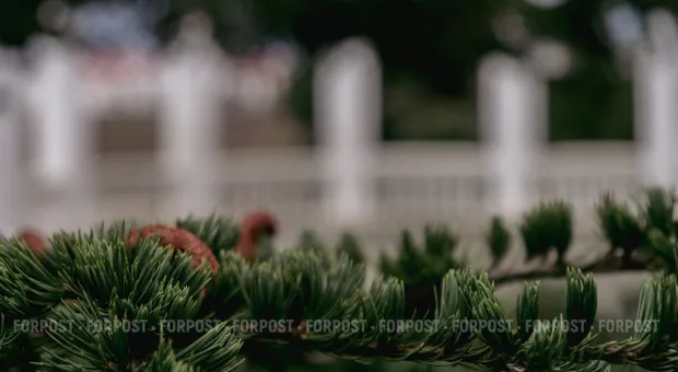 Новости Крыма - В Крыму изведут большинство волков