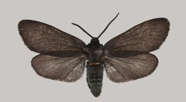 Новости Крыма - Мошенники нацелились на водителей