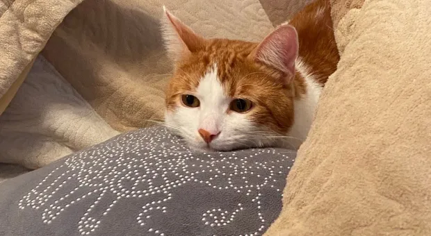 Новости России - Война в Арабском заливе: что будет с российским бюджетом и ценами на АЗС?