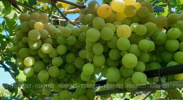 Новости Севастополя - 