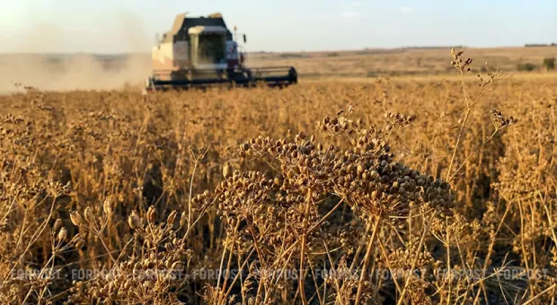 Почему в Крыму резко выросли посевы кориандра