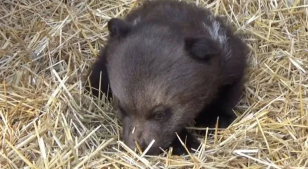 Новости Крыма - 