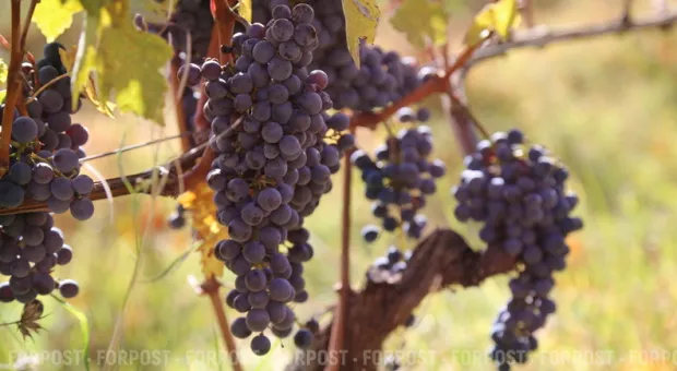 Новости Крыма - Топ-10 редких растений Севастополя