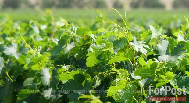 Новости Севастополя - 