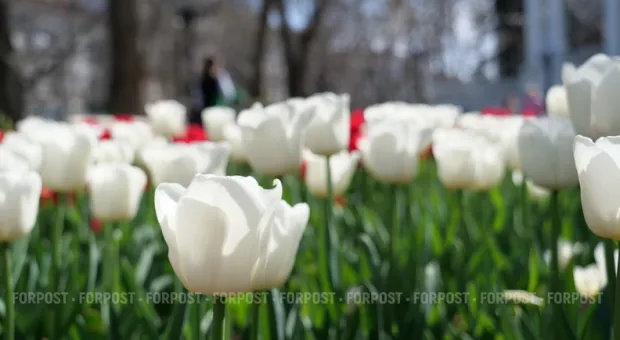 «Романтика Крымской весны»: в Никитском ботсаду стартует знаменитая выставка тюльпанов