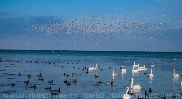 Новости Крыма - В Немецкой балке Севастополя происходит трагедия