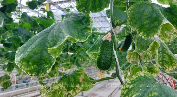 Новости Севастополя - 