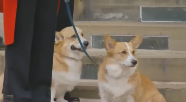 Мировые новости - 