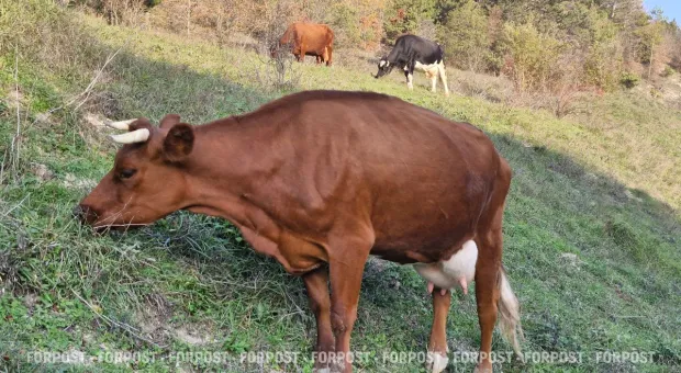 Новости Севастополя - Названы три продукта, которые стоит есть каждый день