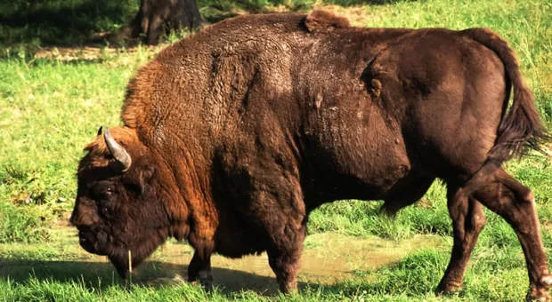 Мировые новости - 