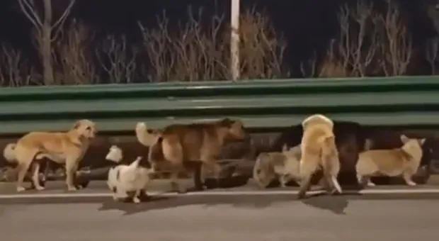 Мировые новости - Девочка из эпицентра взрыва потеряла два литра крови и лишилась селезёнки 