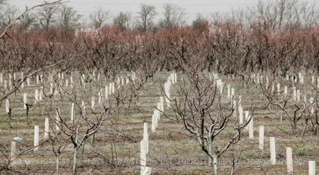 Новости Крыма - Севастопольский офицер и его любовница получили сроки за госизмену 