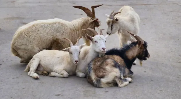 Новости Севастополя - 