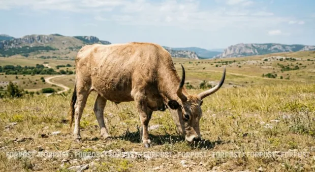 Новости Крыма - 