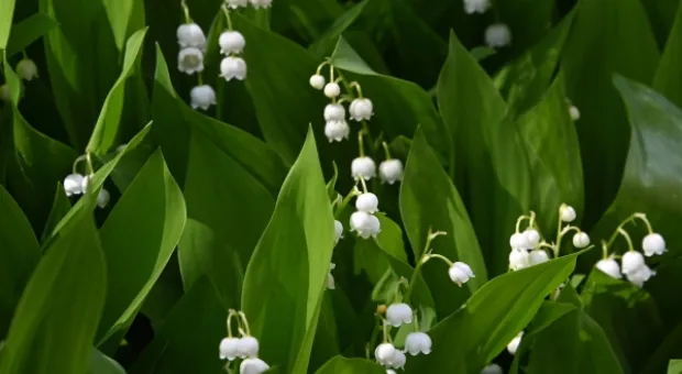 Новости России - Что скрывает один из наименее изученных пещерных городов Крыма