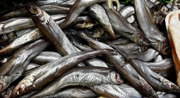 Новости Севастополя - В Севастополе родителям-пенсионерам доплачивают за детей