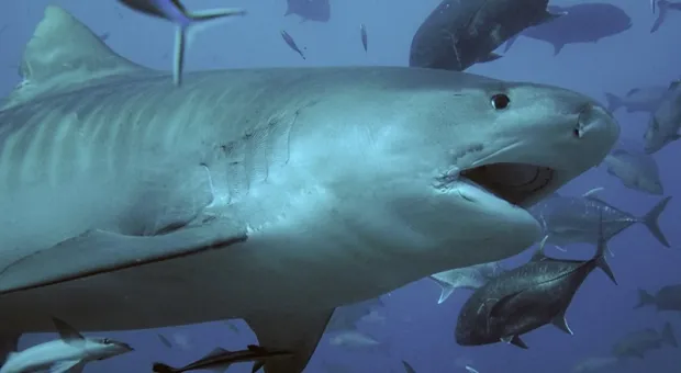  Перевозка наркотиков в Карибском море привела к появлению акул-наркоманов