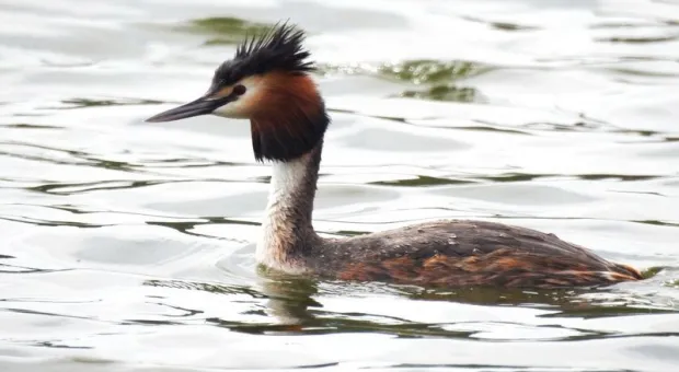 Как несъедобная утка из Крыма стала символом года в России