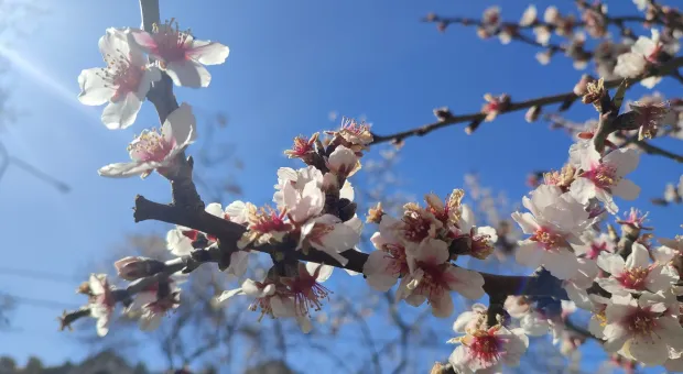 Новости Севастополя - 