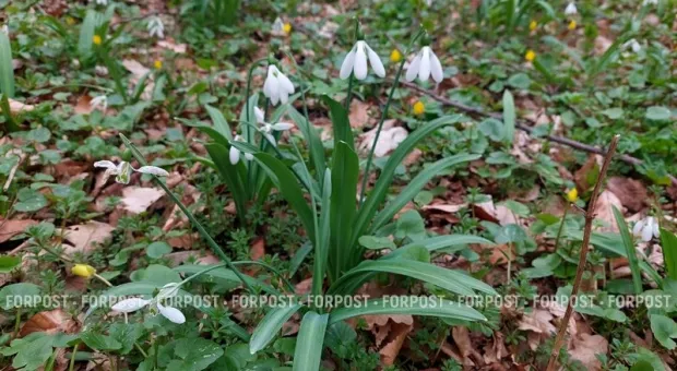 Где ещё можно найти поляны цветущих подснежников в горах Крыма
