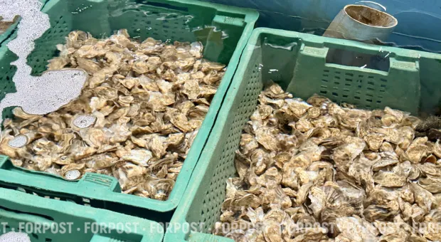 Новости Севастополя - 