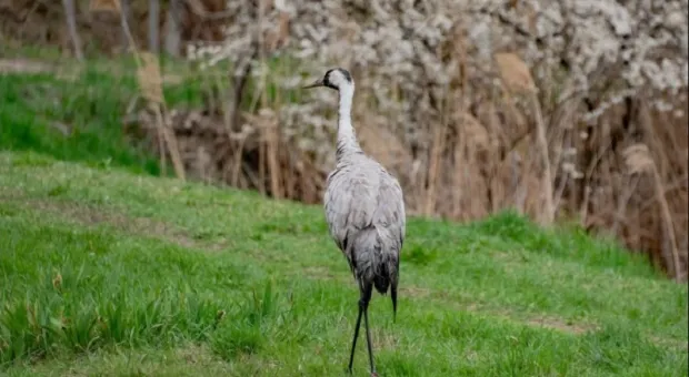Новости Севастополя - 
