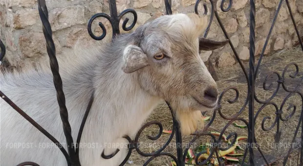 В Севастополе проверят коз после бойни в Юхариной балке