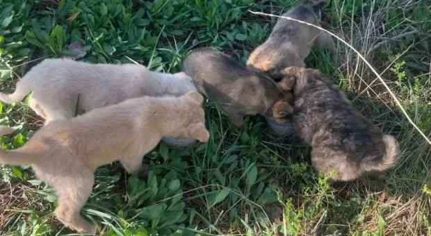 Новости Севастополя - 