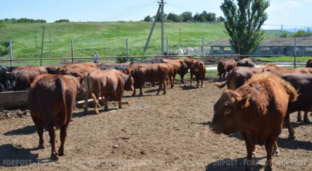 Новости Севастополя - 