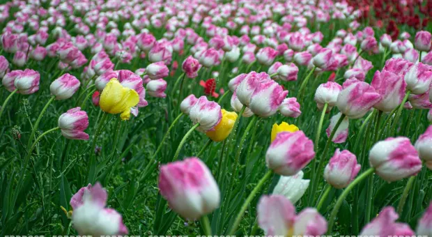 Новости России - 