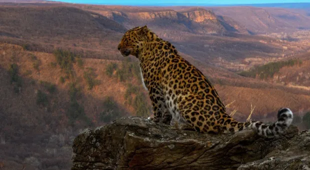 Новости Севастополя - В Севастополе вынесли приговор по делу о попытке «договориться» с силовиками