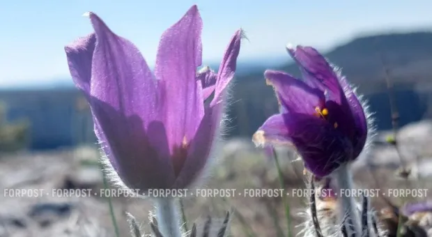 Новости Крыма - 