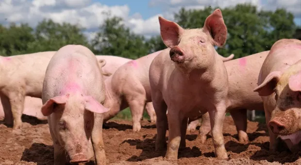 Мировые новости - В Севастополе ускорили затянувшуюся реконструкцию проблемного объекта