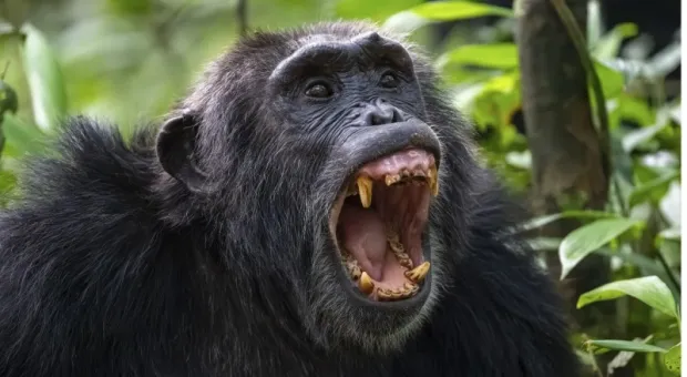 Мировые новости - Мода или свобода: зачем севастопольские парни завивают кудри? 